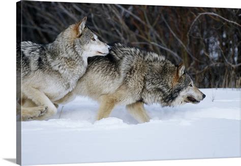 Gray Wolves running in snow in winter, Montana Wall Art, Canvas Prints ...