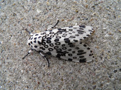 Tiger moths: What is that white moth with black spots?