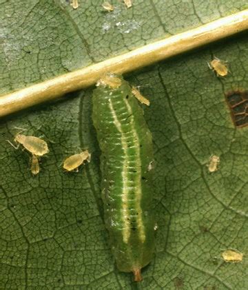 Cromwell Bottom LNR: Hoverfly Larvae