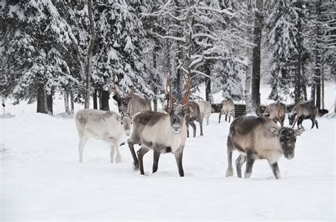 See reindeer herd, Swedish Lapland | Lapland, Herding, Arctic animals