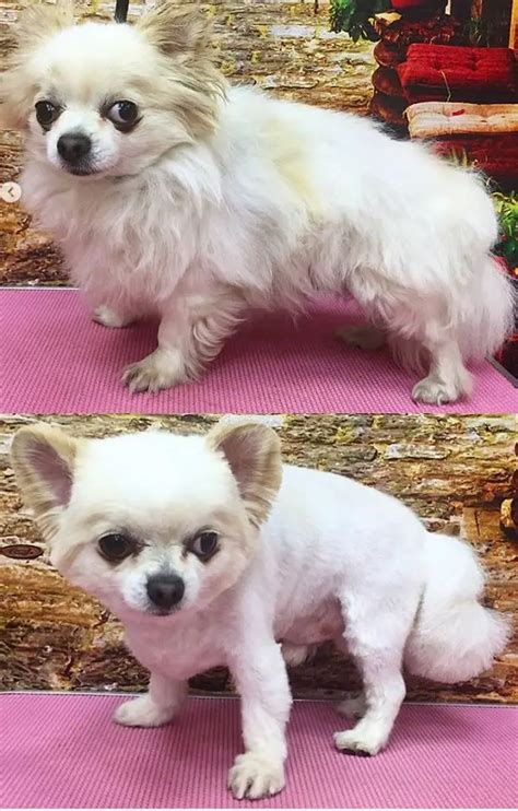 10 Best Long-Haired Chihuahua Haircuts | Page 2 of 5 | The Paws