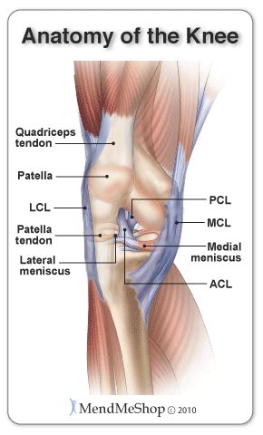 Anatomy of the Knee