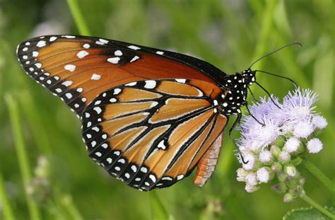 Queen Butterfly (Butterflies of Tucson, Arizona) · iNaturalist