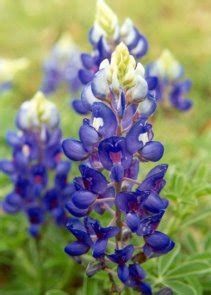 Texas State Flower – 50states