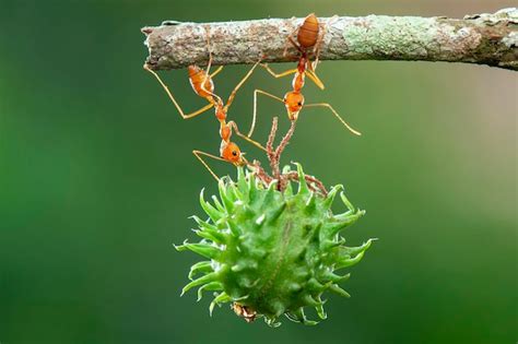 Premium Photo | Red ant lifting, strong ant