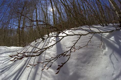 Mountain trail with snow stock photo. Image of outdoors - 259834614