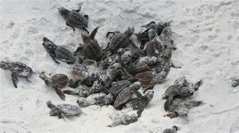 Sea turtle hatching season in full swing on Pensacola Beach