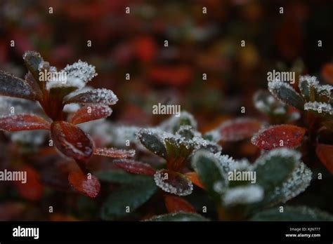 Frost on leaves in winter Stock Photo - Alamy