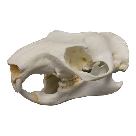 Replica Woodchuck Skull For Sale – Skulls Unlimited International, Inc.