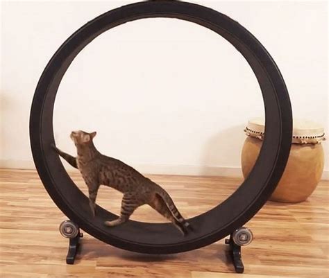 How to Build a Cat Exercise Wheel | DIY projects for everyone! Cat Exercise Wheel, Himalayan Cat ...