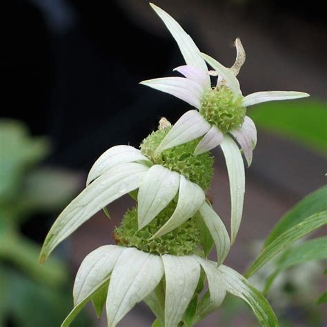 Monarda punctata - Midwest Groundcovers, LLC