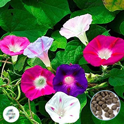 50 Mixed Morning Glory Seeds (MORNING GLORY) – JSPSeeds