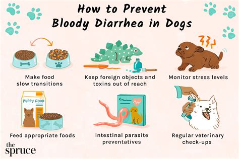 What to Give a Dog With Diarrhea - Pet Food Guide