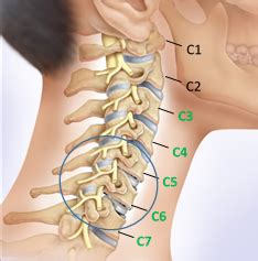 Cervical Spine Anatomy Cervical Disc Overview Ldr Cervical | My XXX Hot ...