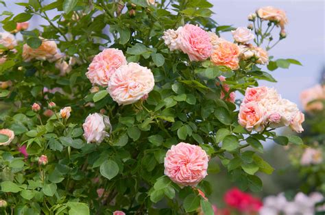 9 Great Varieties of Climbing Roses