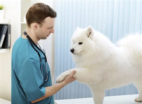 What Causes Joint Pain in Dogs? - The Pet Town