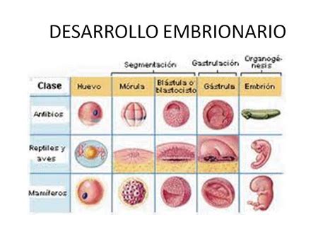 Biología del IES Pedro Gomez: Proceso de desarrollo embrionario de animales (1º Bachillerato)