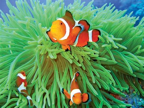 Anemone fish | Clownfish, Symbiosis & Reefs | Britannica