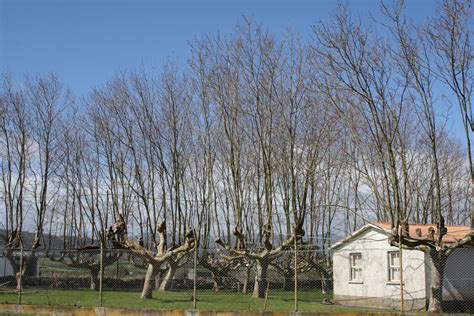 Temperate Climate Permaculture: A Pollard Lot Next to Home.