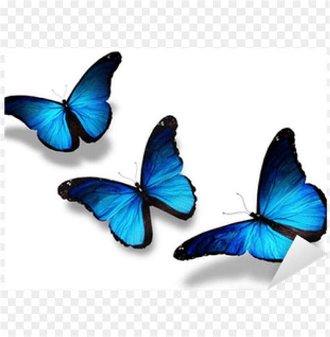 Three Blue Butterflies Flying Isolated On White Sticker 3 Butterflies ...