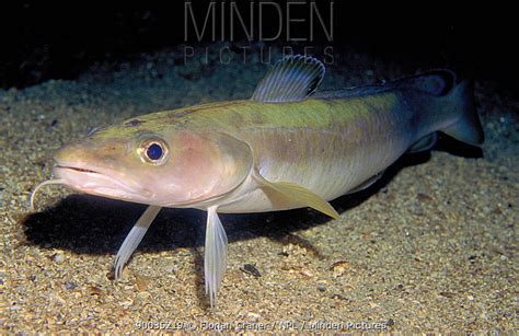 Minden Pictures - Common Ling (Molva molva) swimming across sea-floor, Norway - Florian Graner/ npl