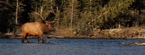 Landscape of Elk in Banff National Park in the Fall Stock Photo - Image ...