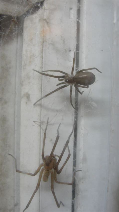 Male and female Southern House Spider (Kukulcania hibernalis). Courtesy ...