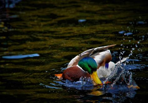 Duck Splash Free Stock Photo - Public Domain Pictures