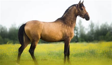 Buckskin Horse Color - Origin, Genetics, and Variations - Helpful Horse Hints