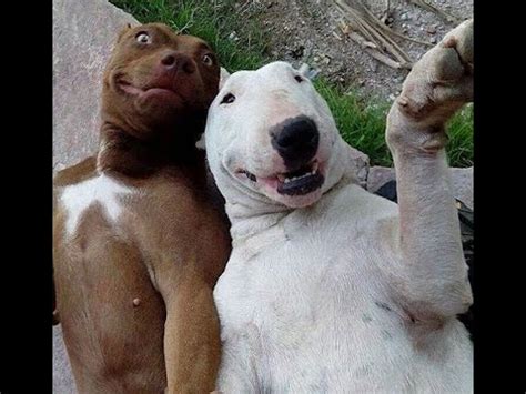 30+ Animals Taking Selfies That Will Make You Smile - YouTube