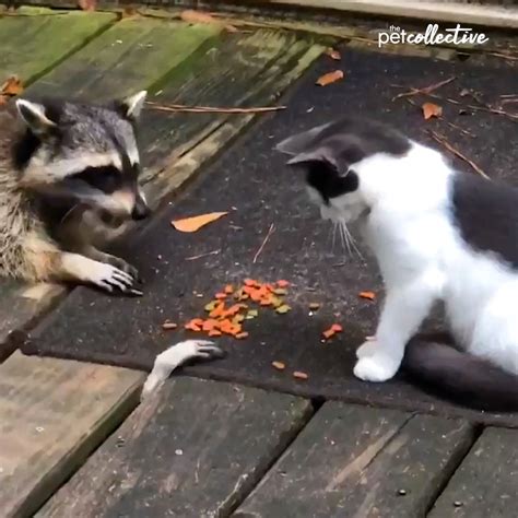 Try Not to Laugh - Cat Swats Hands of Raccoon Trying to Steal Food From ...