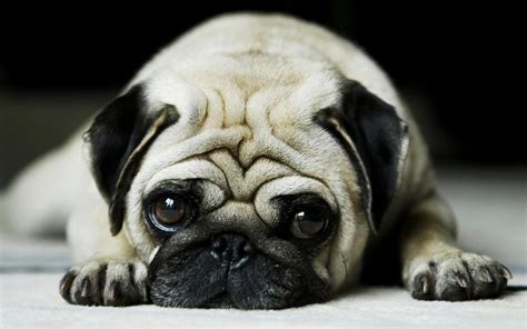 Pug Dog Wallpaper (77+ pictures) - WallpaperSet