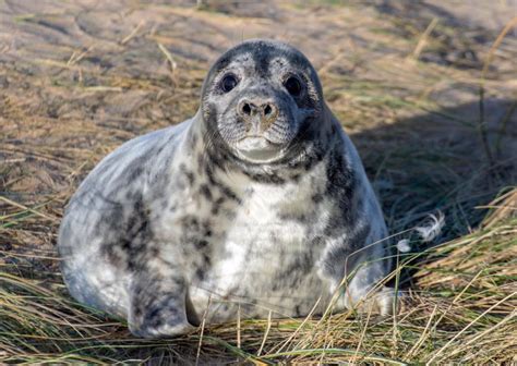 Grey Seals on Norfolk Coast - Maple Barns