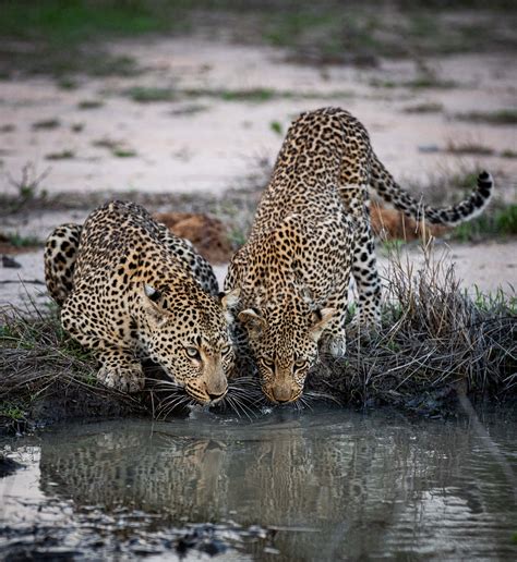 Sabi Sands Photo Safari in South Africa | Rhulani Safaris