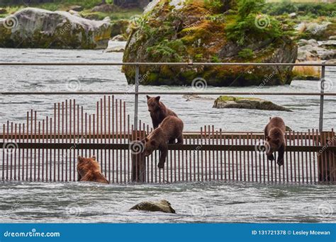 Grizzly Bear Mother and Cubs Hunting Near Haines Alaska Stock Photo ...