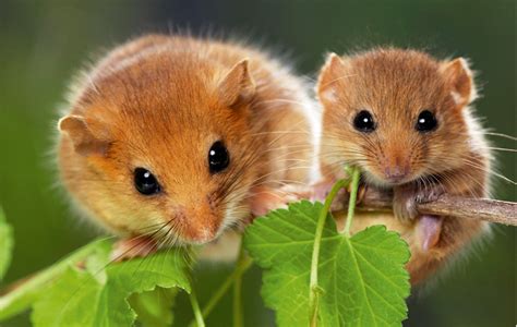 Dormouse - Alchetron, The Free Social Encyclopedia