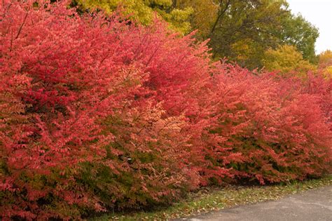 Euonymus Winter Care | Plant Addicts