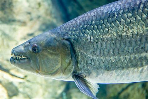 African Tiger Fish Eating Bird