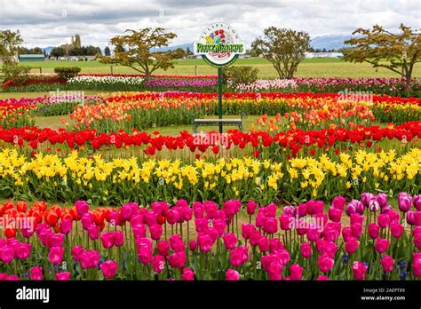 Tulip gardens at the Roozengaarde display Gardens near Mount Vernon, Skagit Valley, Washington ...