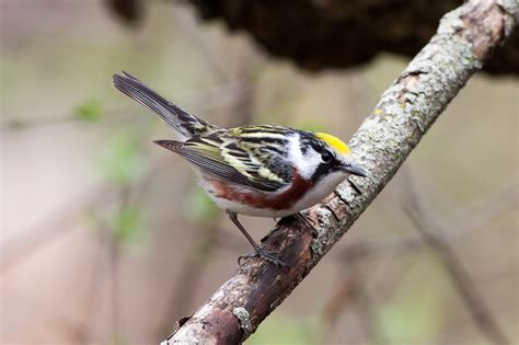 Chestnut-sided Warbler (male) – Jeremy Meyer Photography