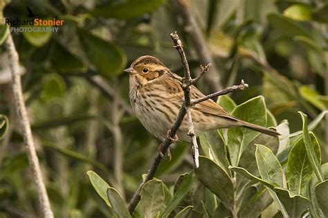 Little Bunting - Birds Online | Website of photographer Richard Stonier