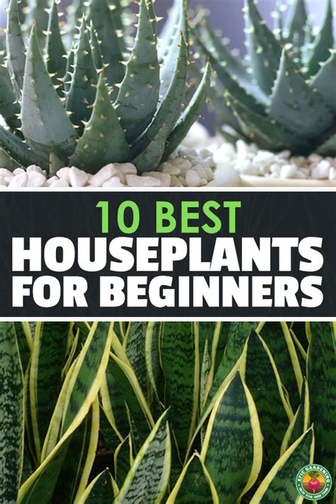 The 10 Best Houseplants for Beginners