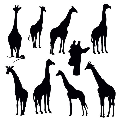 Premium Vector | Giraffe silhouette set