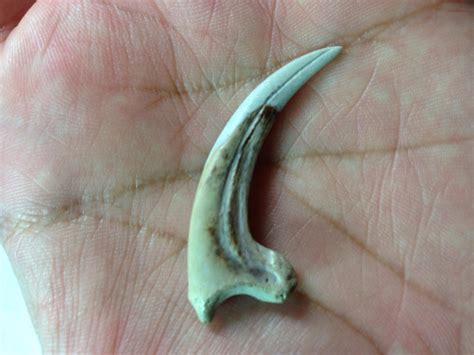 Some Dromaeosaur Sickle Claws I Have Owned In The Past And Currently ...