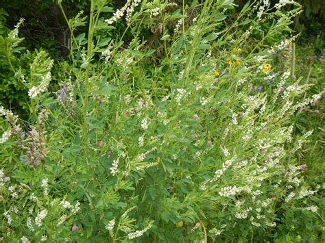 PEI Invasive Species Council - White Sweet Clover (archive)