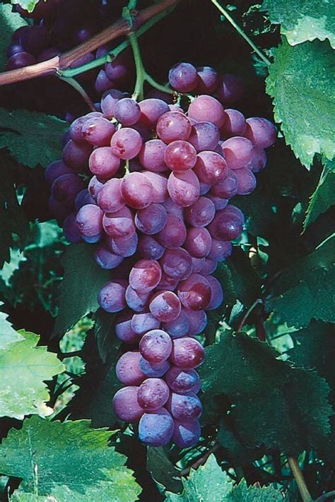 Buy Catawba Grape Vine | FREE SHIPPING | Wilson Bros Gardens | 1 Gallon Pot