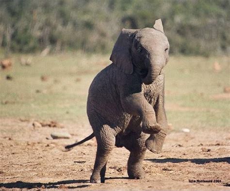 Elephant dance. :) | The Wild | Pinterest