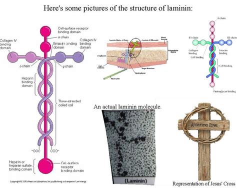 1000+ images about Laminin -WoW on Pinterest | Fun for kids, The cross and Literature