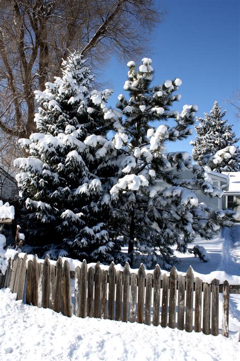 Snowy Pine Trees with Fence Picture | Free Photograph | Photos Public ...