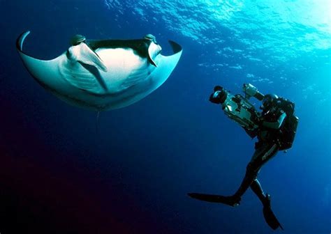 Hawaii highlights: Night Dive with Manta Rays - Say Yes